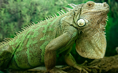 Iguana