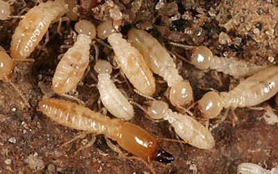 termites