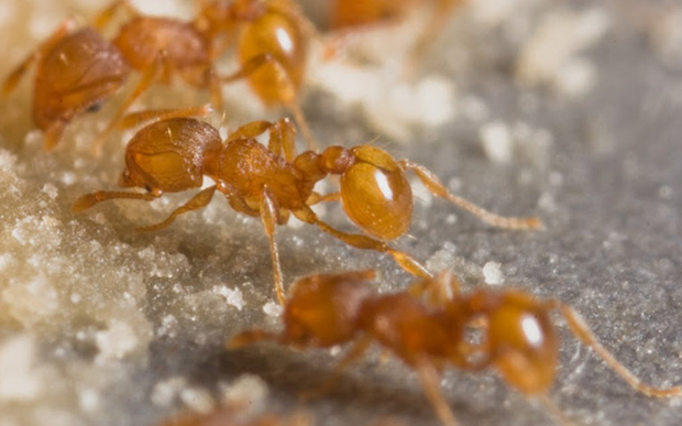 invasive-ants