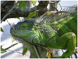 IGUANA